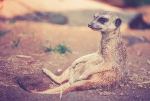 meerkat-459171_1280