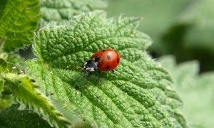 ladybug-349456_640